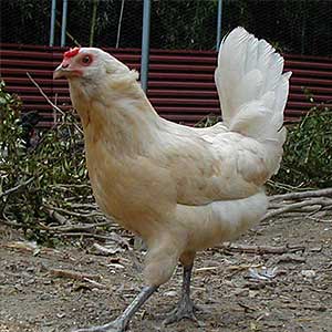 アローカナ　の　成鶏